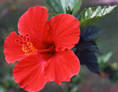 hibiscus.jpg (16040 bytes)